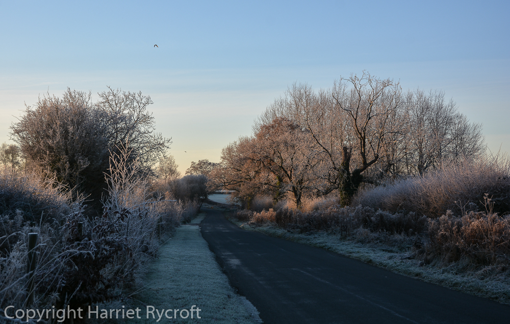 Not far from home. Frost made the familiar roads special.