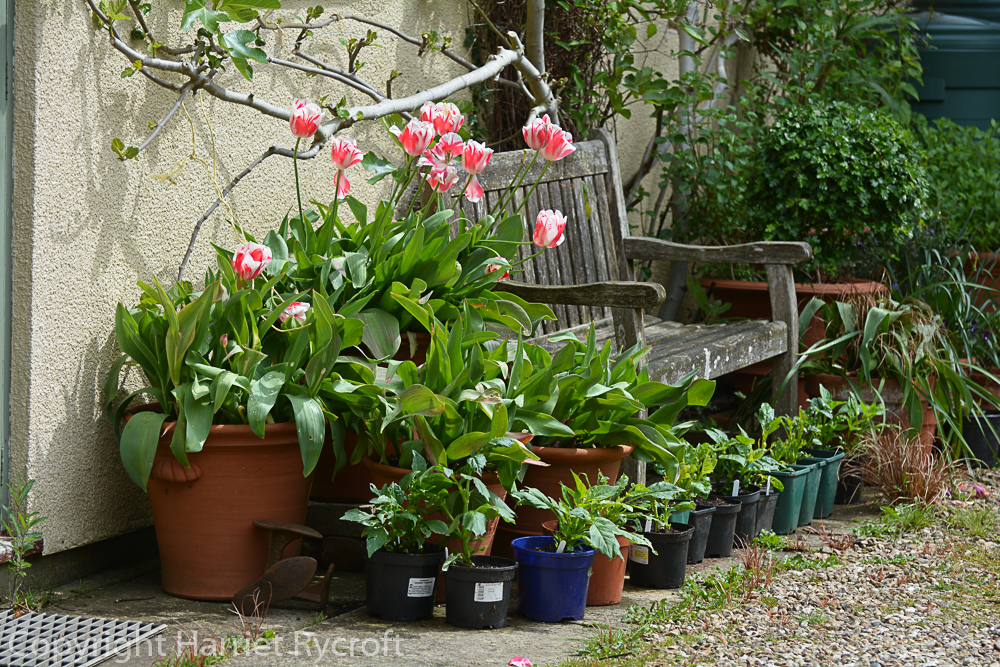 Dahlias lined up outside the garage to grow on among the last of the tulips in May