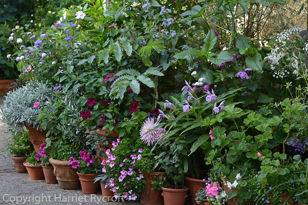 Potting Solitaire: A Moving Account of the Summer of&nbsp;16