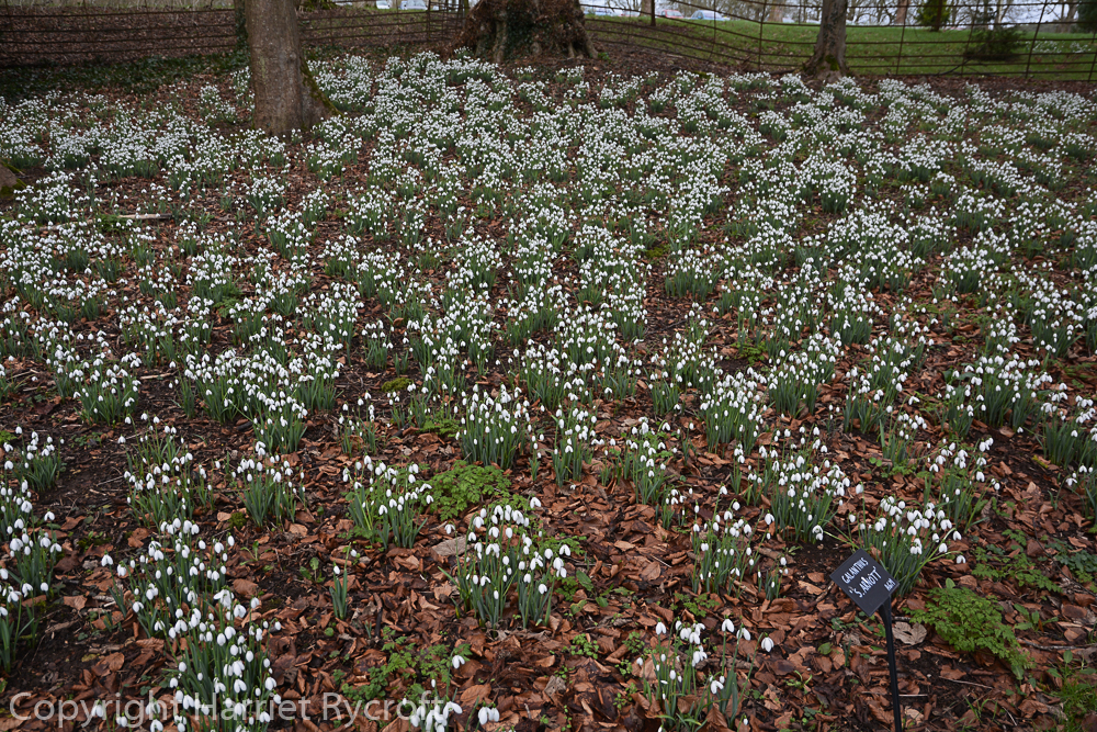 Galanthus galore well-labelled at Colesbourne.
