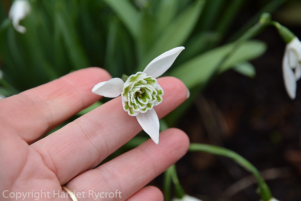 Galanthus 'Lady Beatrix Stanley'. I think there should be a variety called 'Chris Evert'.