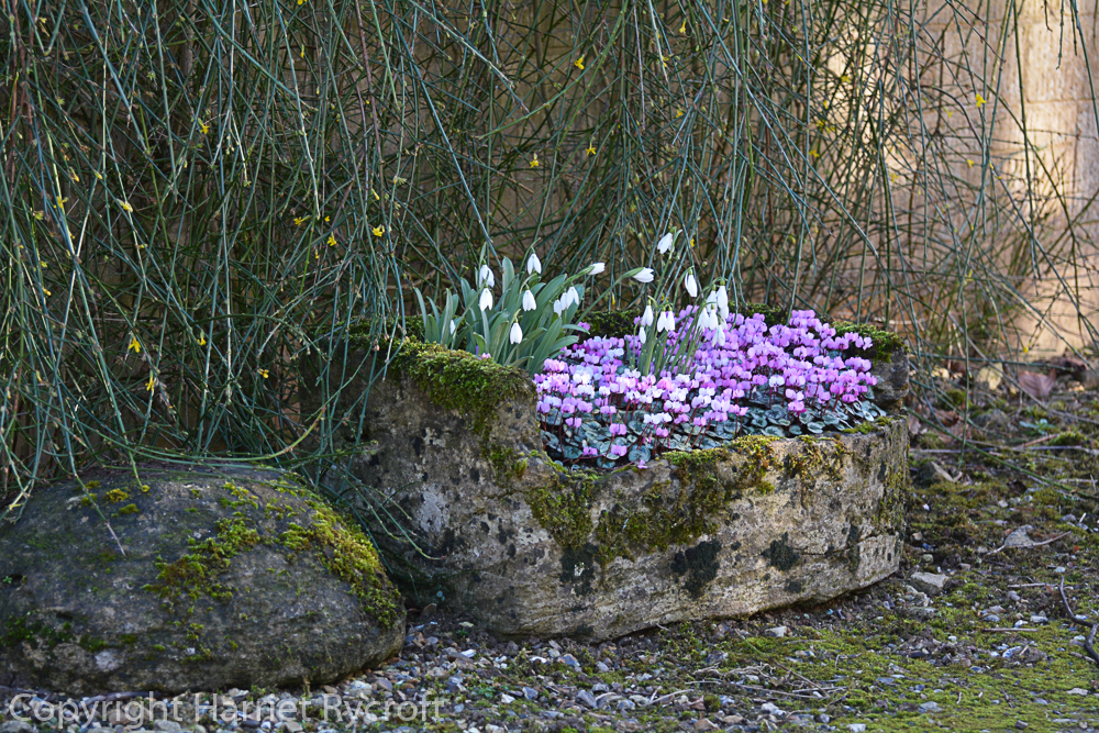 Lovely stone trough planted at Colesbourne Park