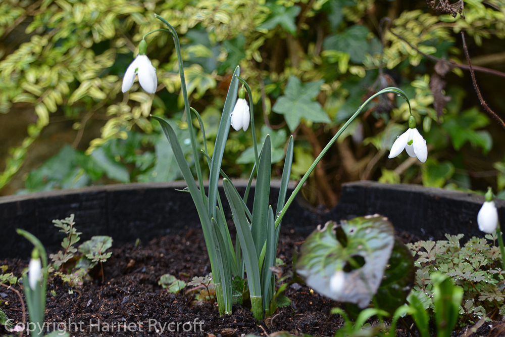 Galanthus 'Galatea', the first of my Colesbourne-bought snowdrops to come up in the half-barrel this year. 