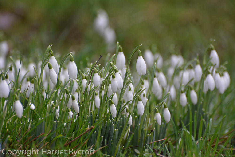 Galanthus nivalis marching very slowly across my lawn