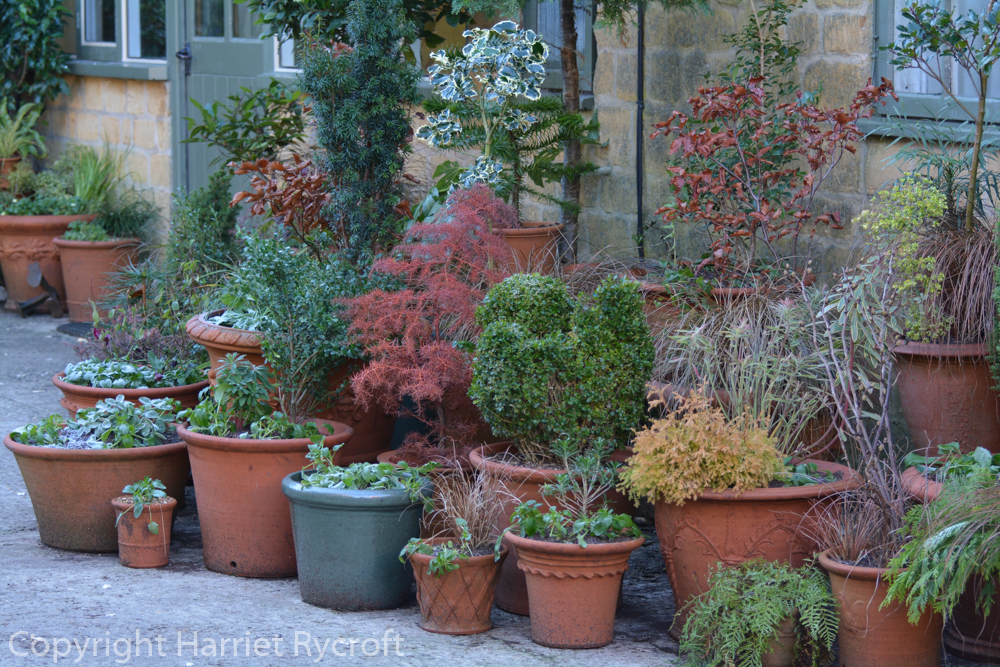 Foliage in winter containers