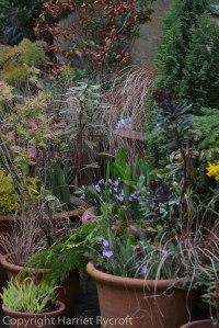 Crocus sieberi 'Spring Beauty' in flowerpots