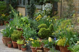 Foliage in spring container planting