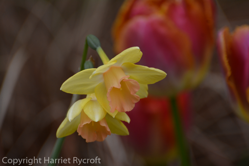 Narcissus 'Blushing Lady'
