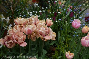 Tulip La Belle Epoque