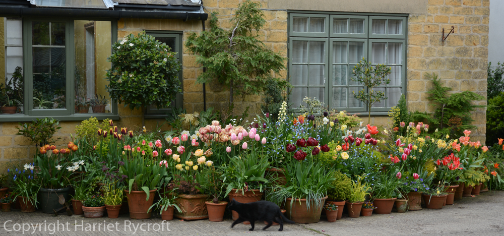 Container garden and cat