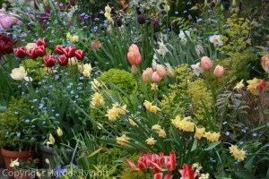 Foliage in spring container planting