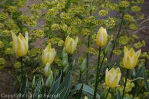 Tulip 'Antoinette' and Euphorbia 'Ascot Rainbow' in a flowerpot