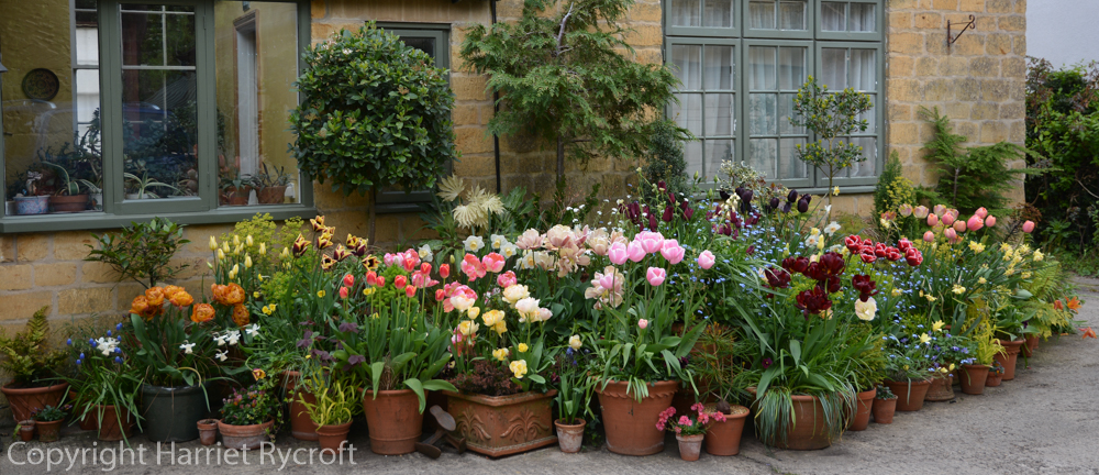 Spring container planting display