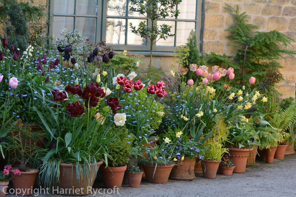 Group of flowerpots