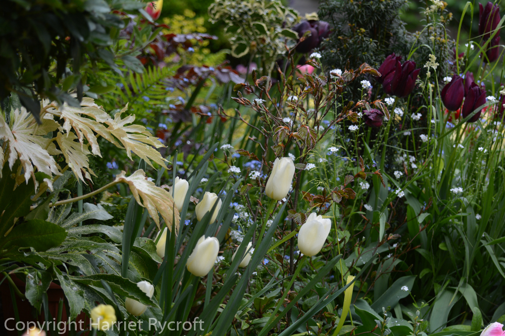 Tulip City of Vancouver and Fatsia Spider's Web in a container