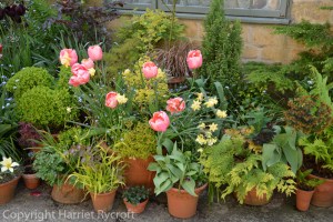 Foliage in spring containers