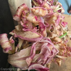 Tulip La Belle Epoque