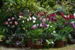 spring bulbs in pots,Harriet Rycroft