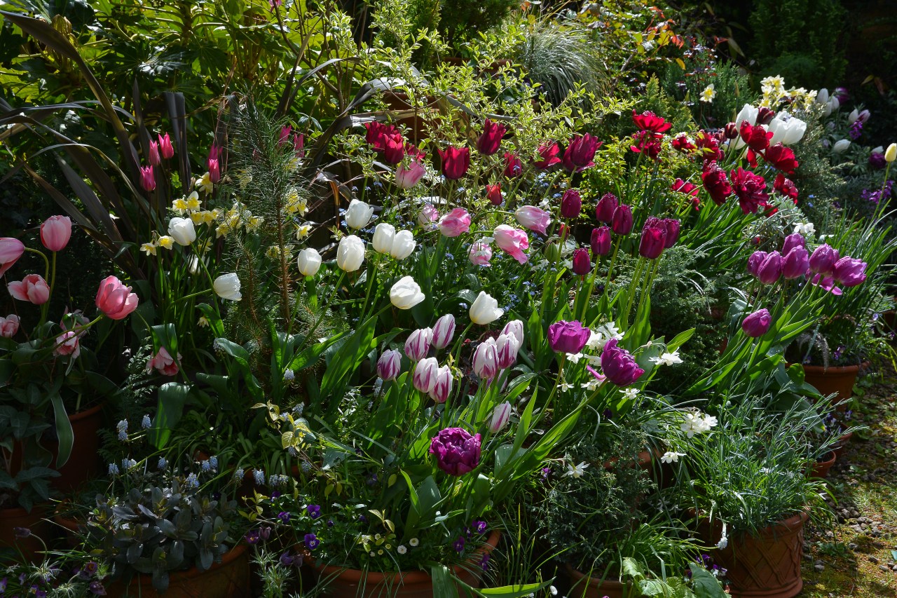 Flowerpots in spring